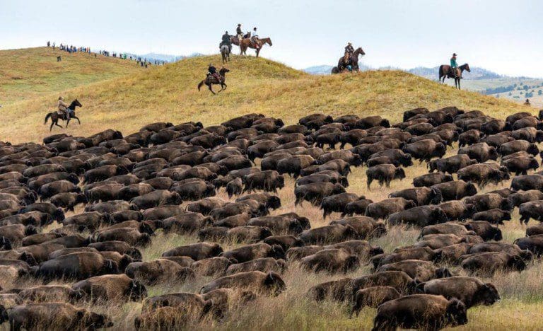 custer state park buffalo 768x468